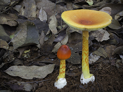 哪些蘑菇不能吃全球野生食用蘑菇科学清单发布