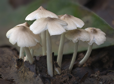 哪些蘑菇不能吃全球野生食用蘑菇科学清单发布