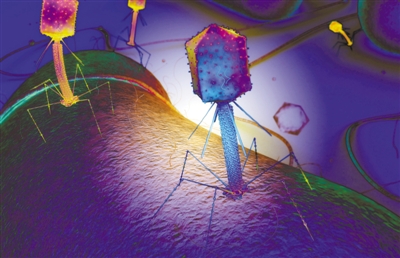 裂解酶;噬菌体