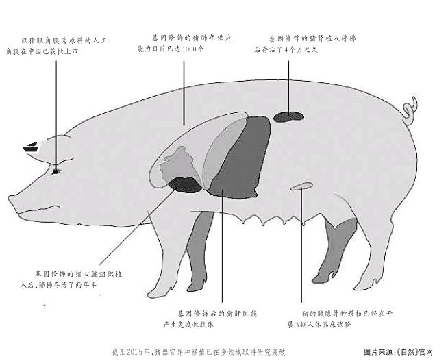 在科学家手中,猪就变成了可以进行人体器官移植,挽救脏器衰竭病人生命