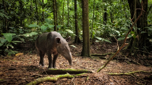 一只贝尔德貘在哥斯达黎加科尔科瓦多国家公园的热带雨林中觅食.
